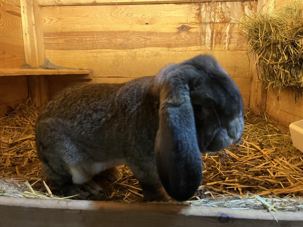 Deutsche Großwidder Grau 2