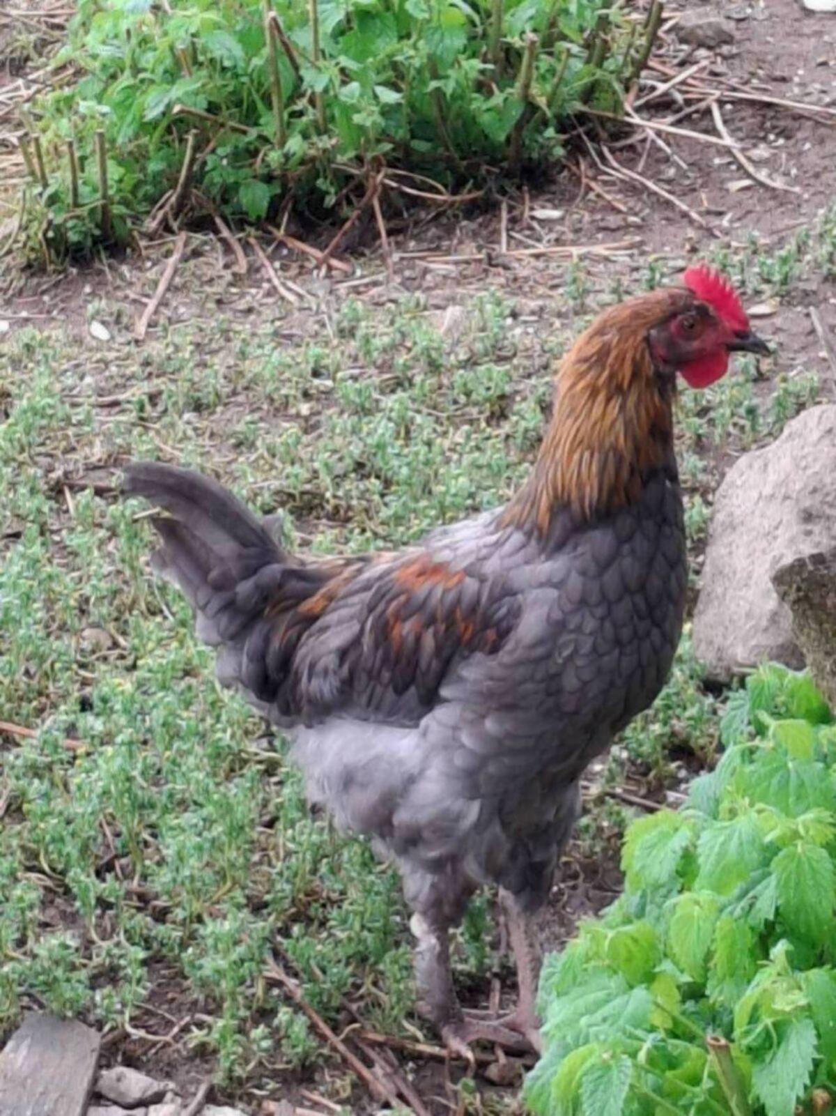 Hähne reinrassig und Mix-Hähne 3