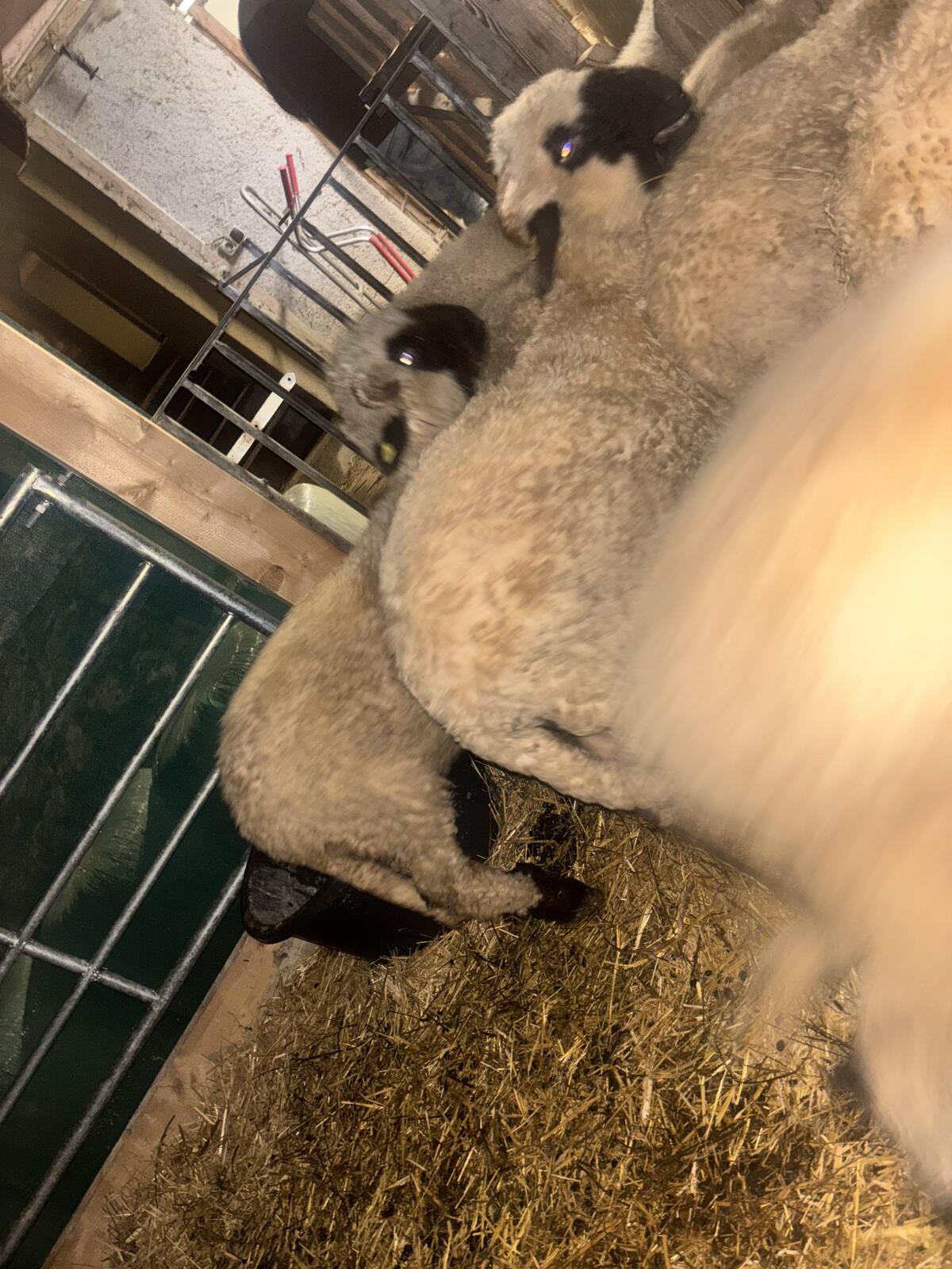 Walliser Schwarznasen Auen 2