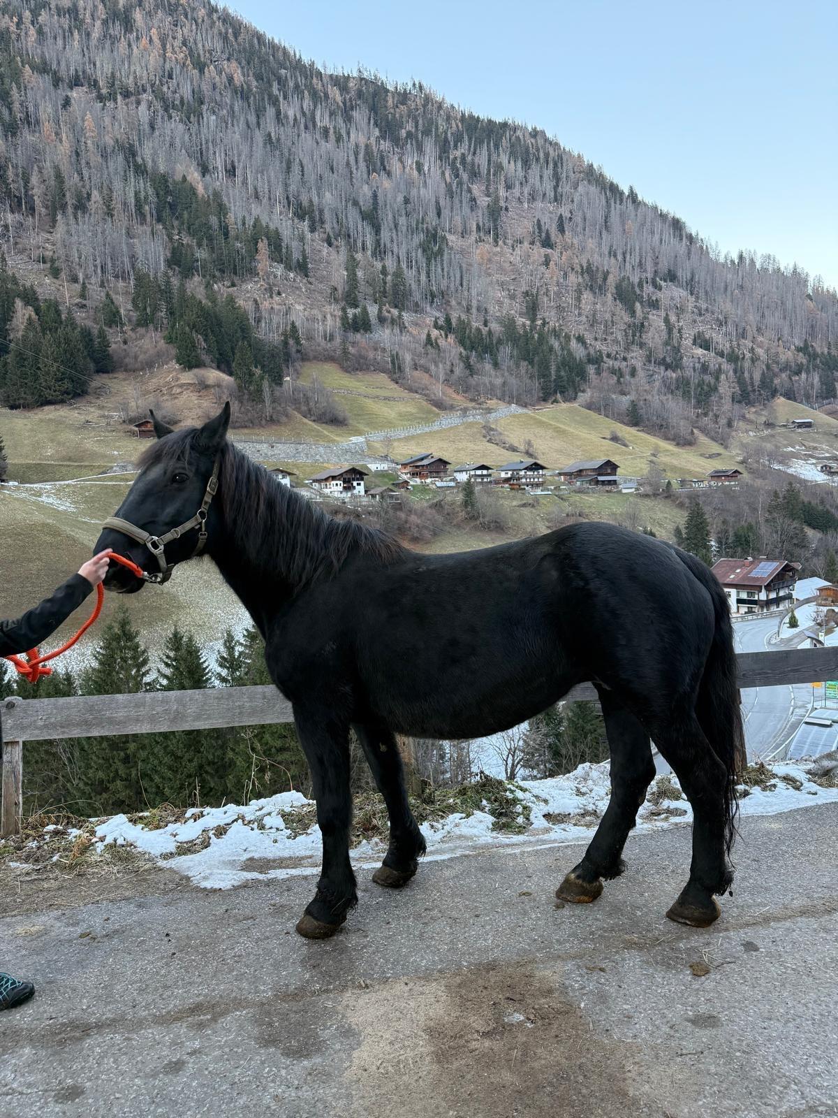 15-jährige Noriker Stute Valerie 3