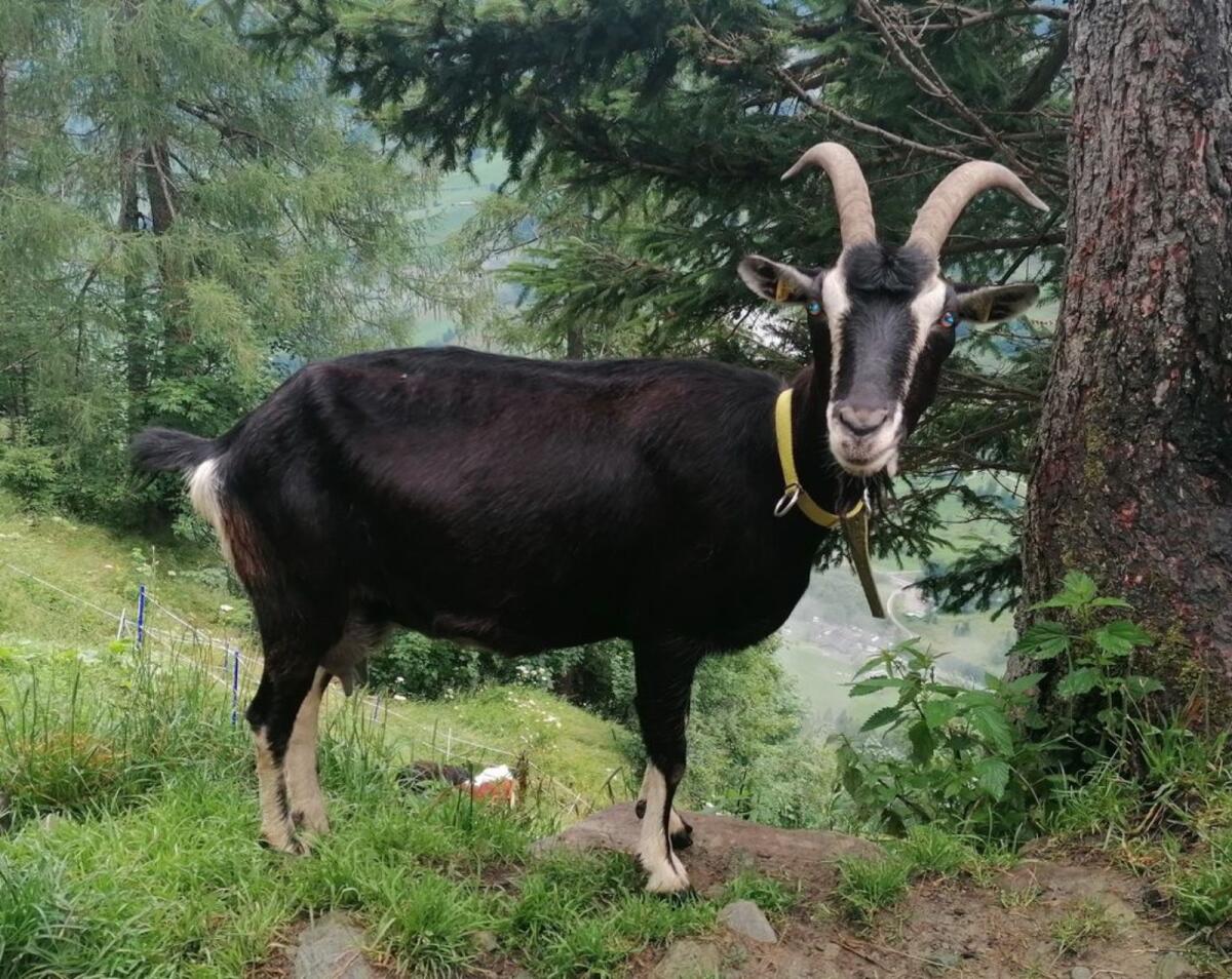 Pinzgauer Strahlenziegen 2