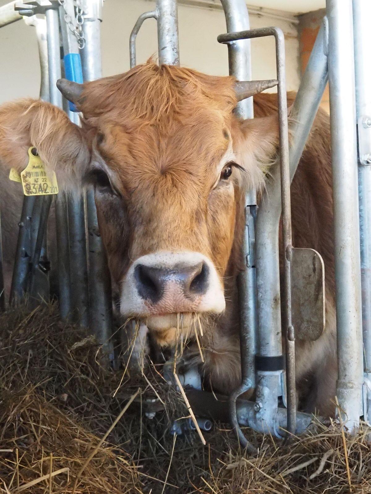 Murbodner Bio Zuchtkalbin 3