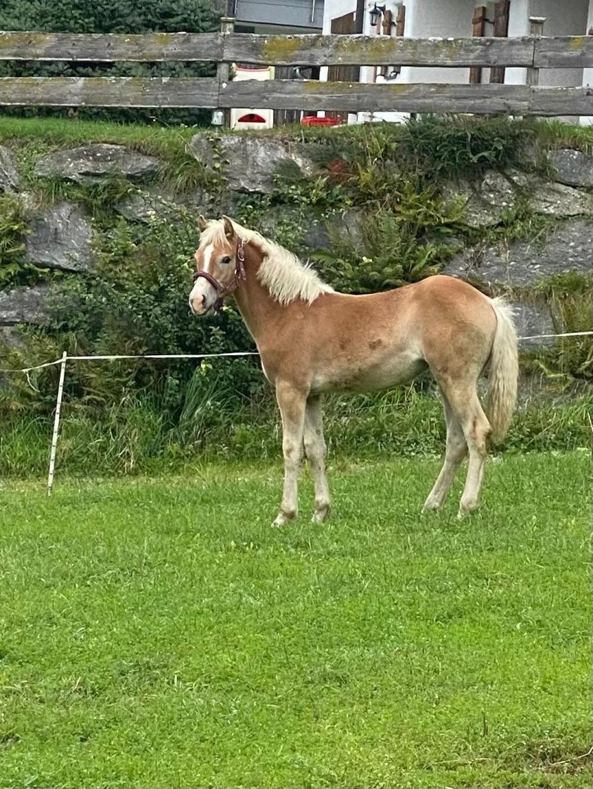 Haflinger Stutfohlen zu verkaufen 2