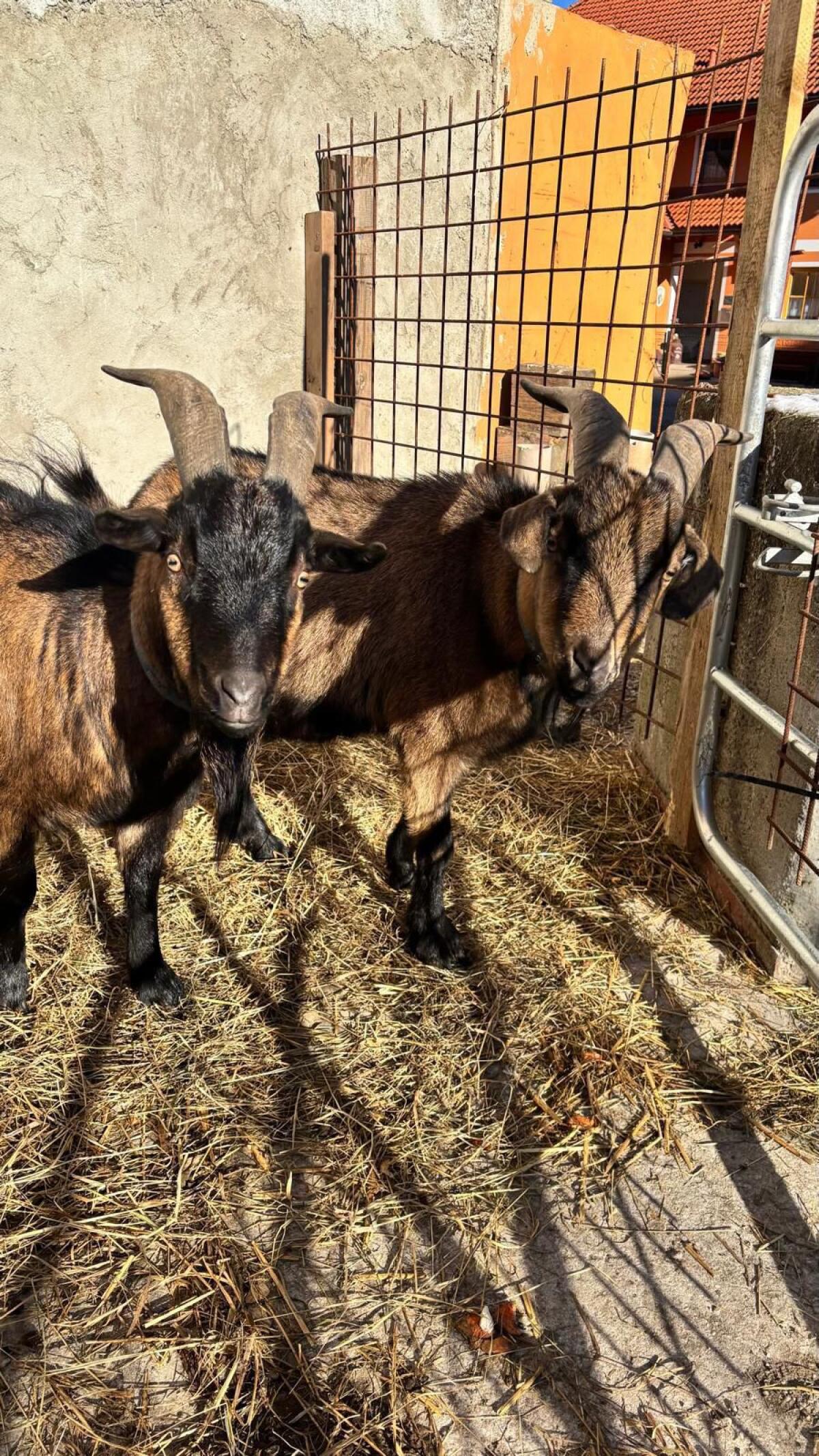Ziegenböcke 3