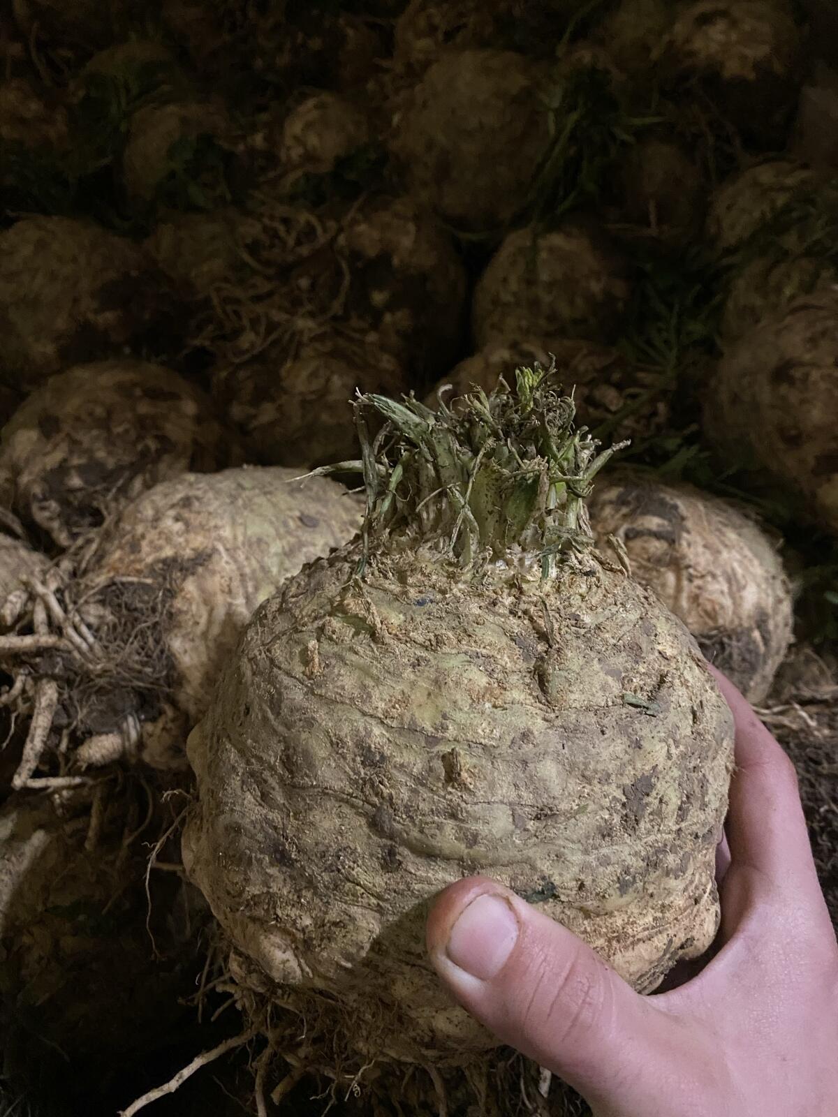 Knollensellerie Bio 2