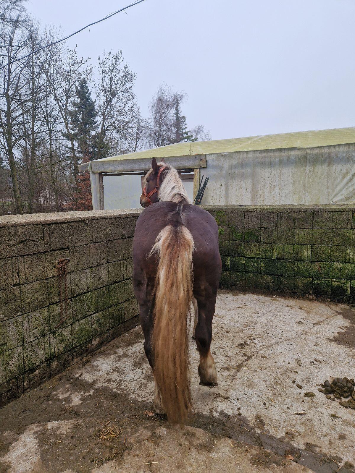 noriker stute  dunkelfuchs 2