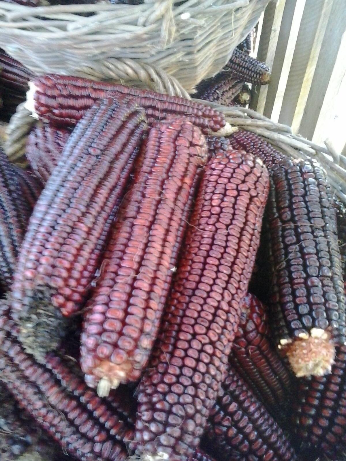 Roter Mais – hochwertiges Saatgut, nicht hybrid 2