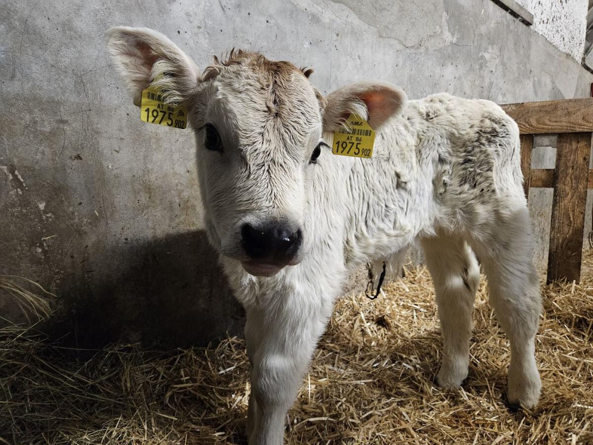 Tiroler Grauvieh Stierkalb 2