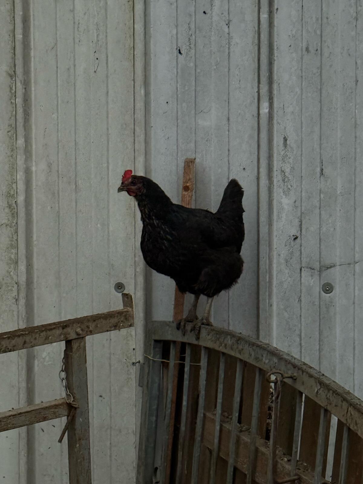 Hähne und Hühner 2