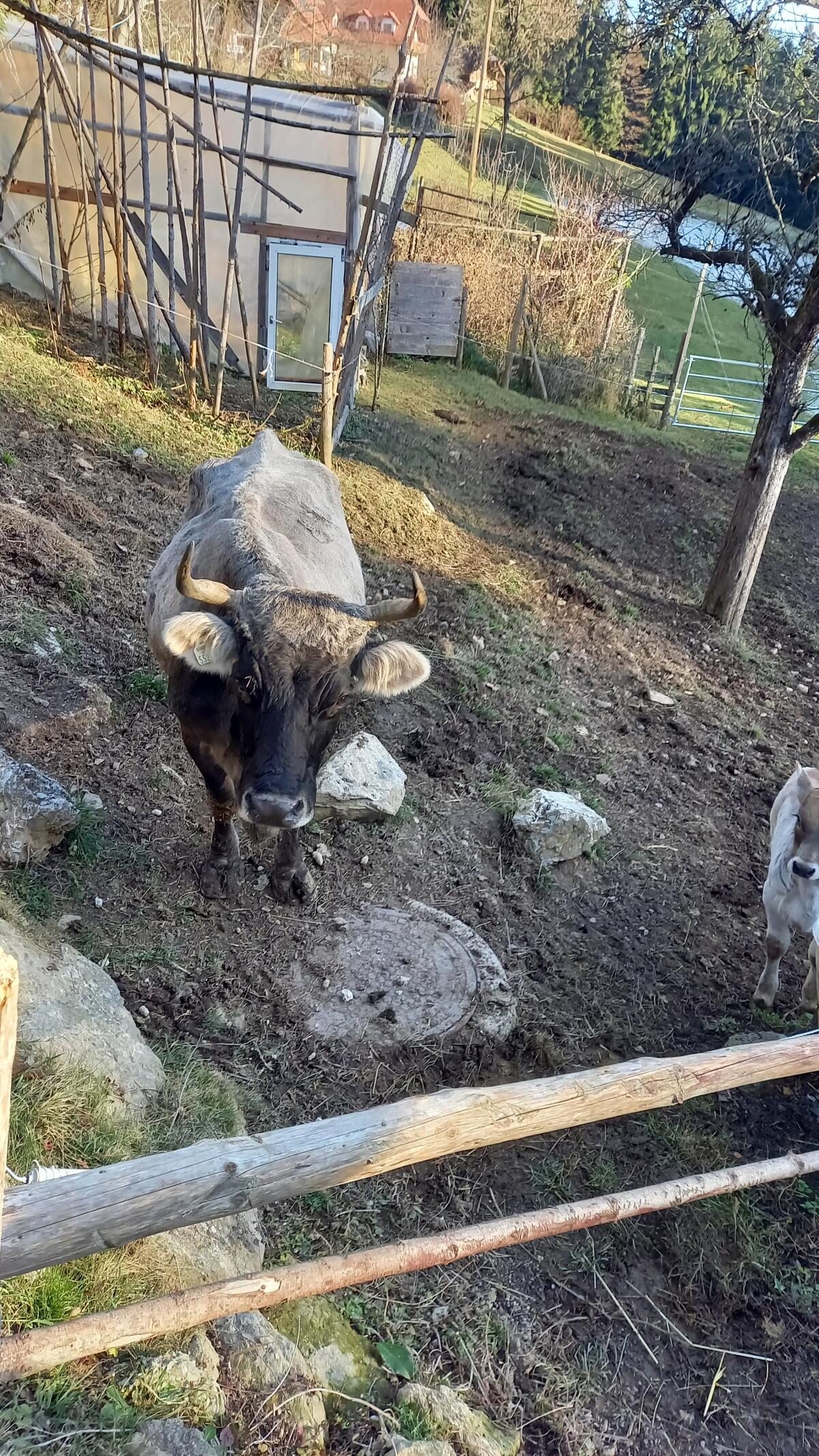 Grauvieh Kuh mit Kalb 2