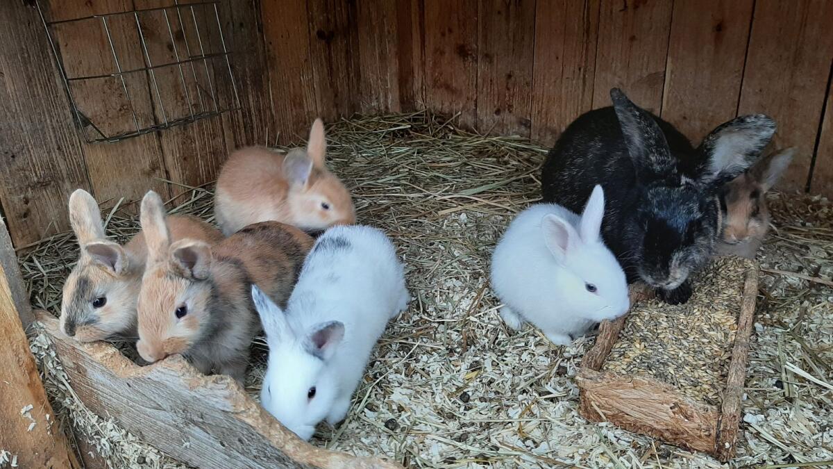 Japaner Mix Kaninchen 2