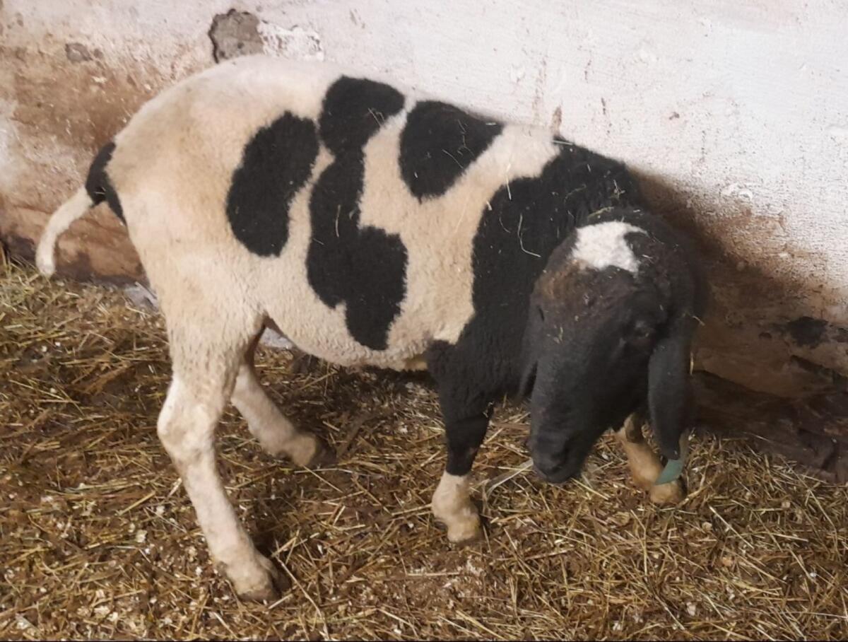 Verkaufe Tscheggenwidder 2