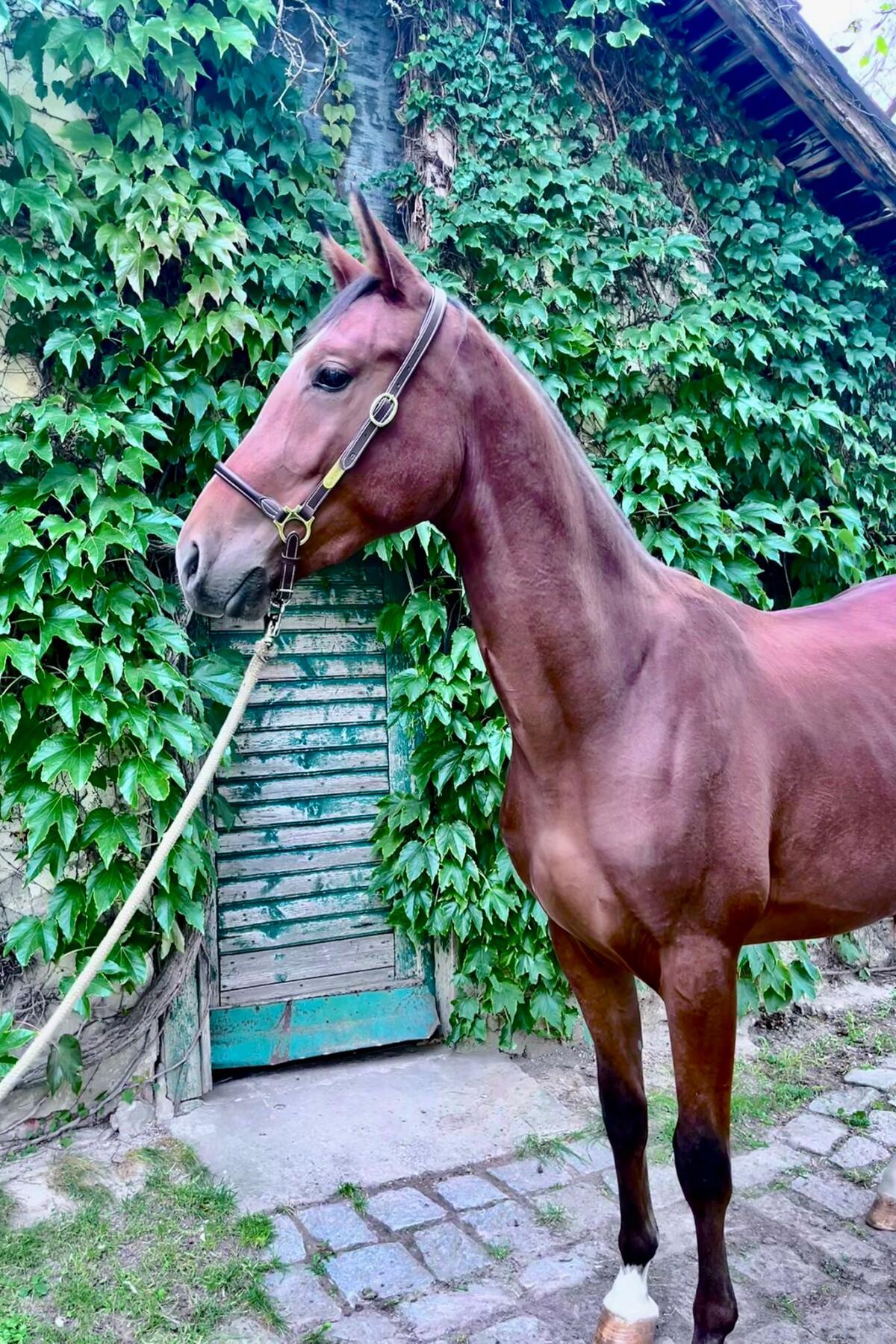 Zweijähriger Wallach mit viel Potenzial 2