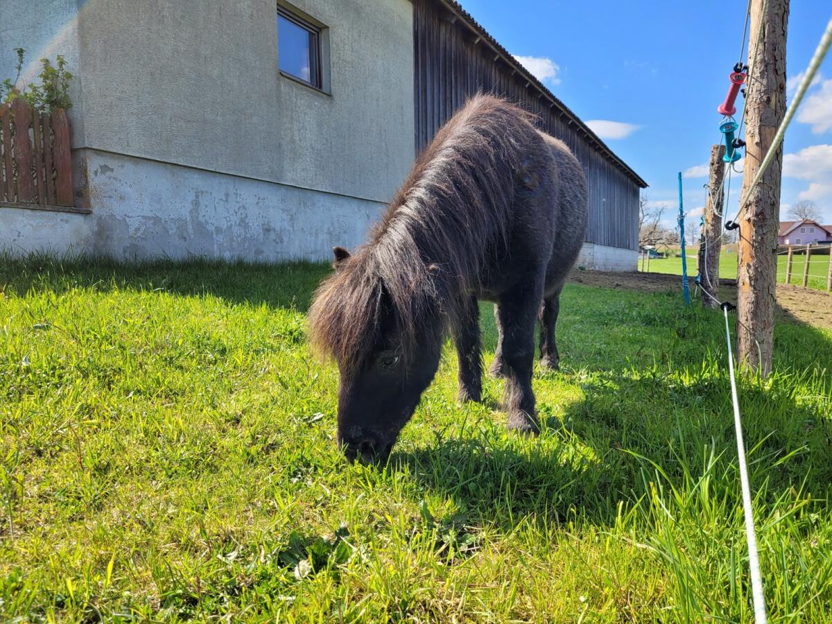 Mini Shetlandponys 2