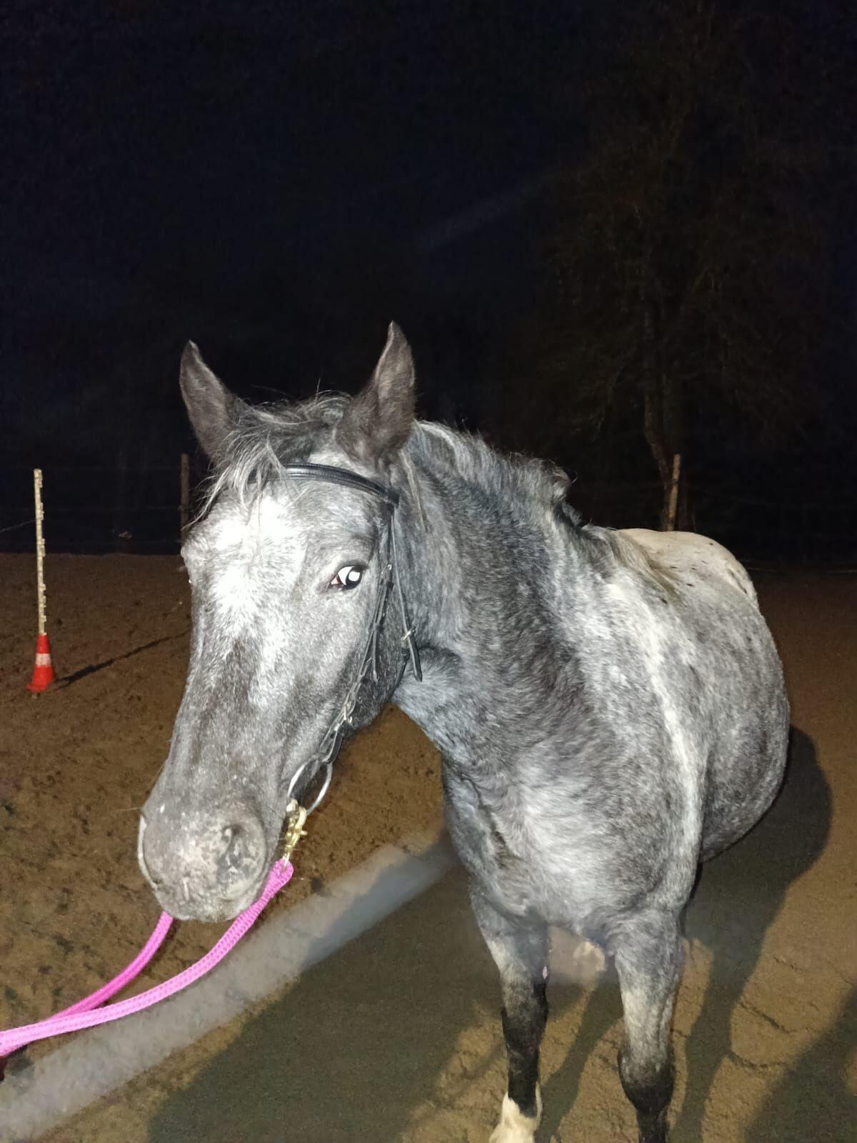 Hübsche Tigerpony-Stute, tragend 3