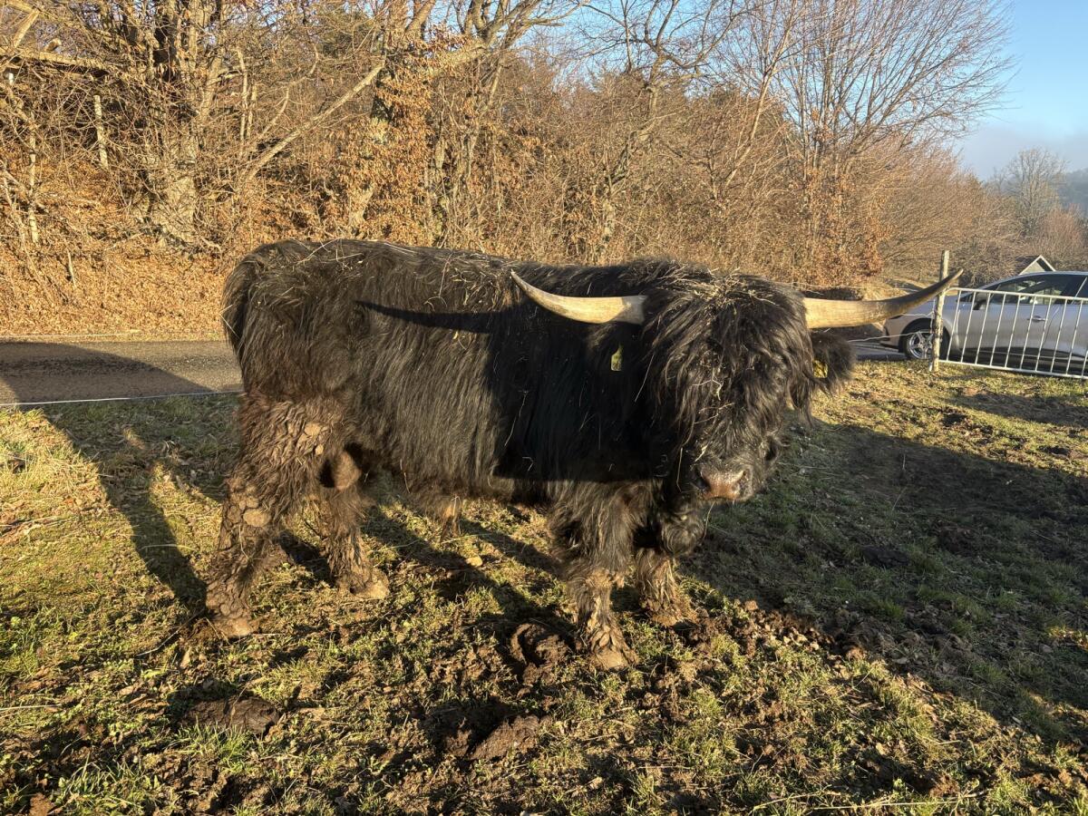 Hochlandrind Stier Bio 3