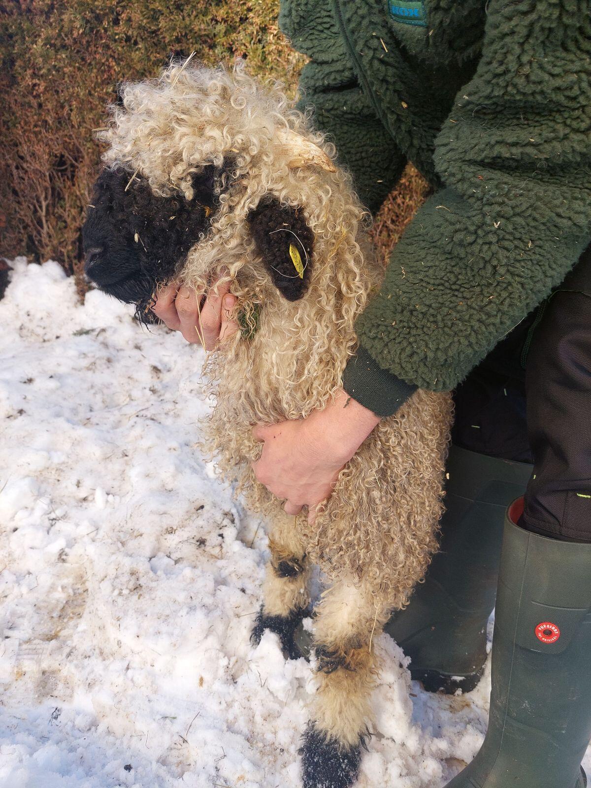 Weibliches Walliser Schwarznasen Lamm 2