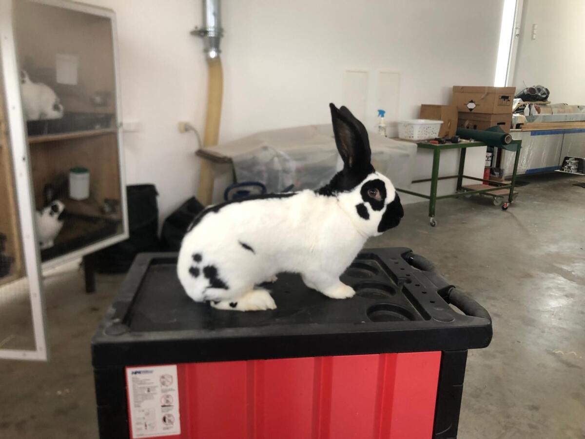 Deutsche Riesenschecken 3