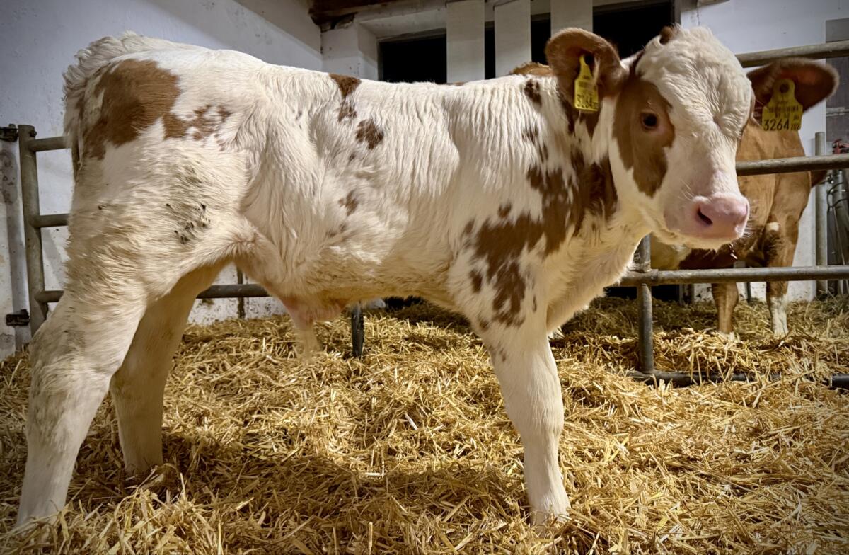 Bio FV Stierkalb (gen. hornlos) 3