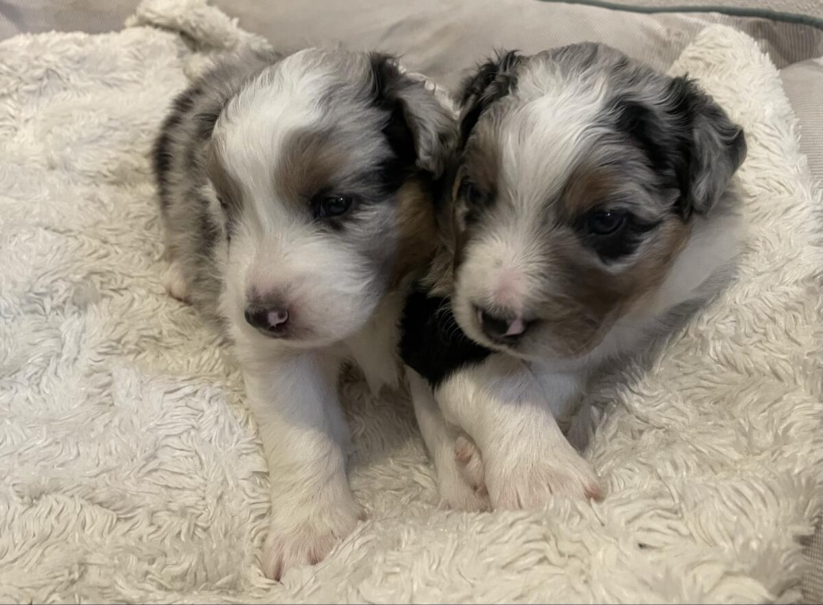 Australian Shepherd Welpen 3