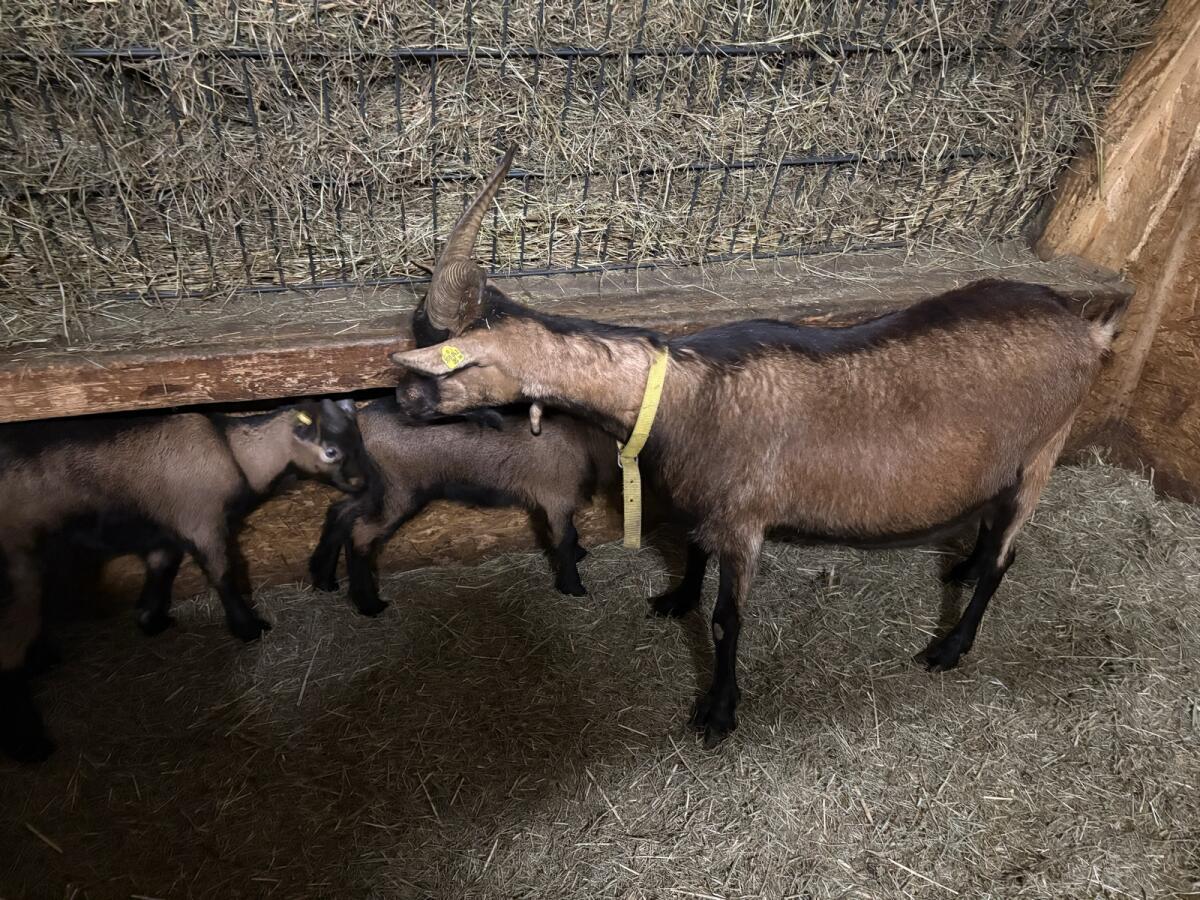 Verkaufe Ziege mit Kitz 2