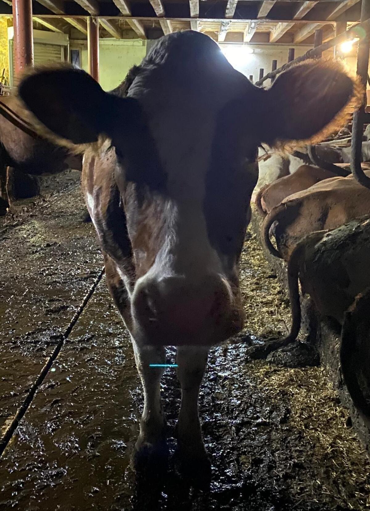 Bio-Fleckvieh Kuh dreistrichig 2