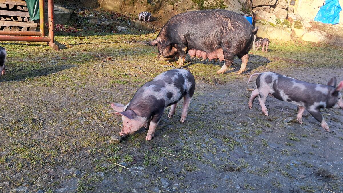 BIO Ferkel - Berkshire x Pietrain 3