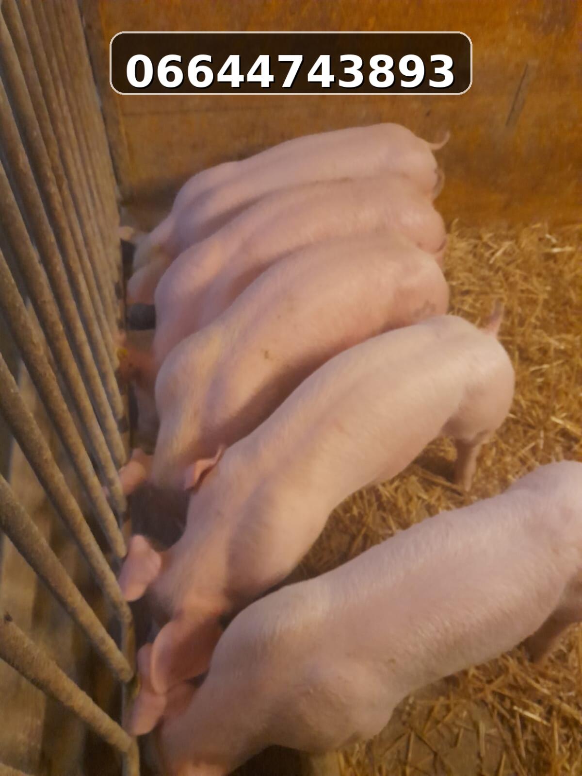 Ferkel zu verkaufen 2