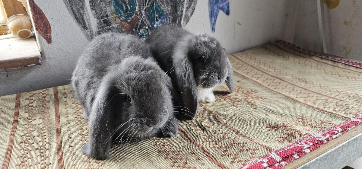 Deutsche Widder, Zwergwidder 3