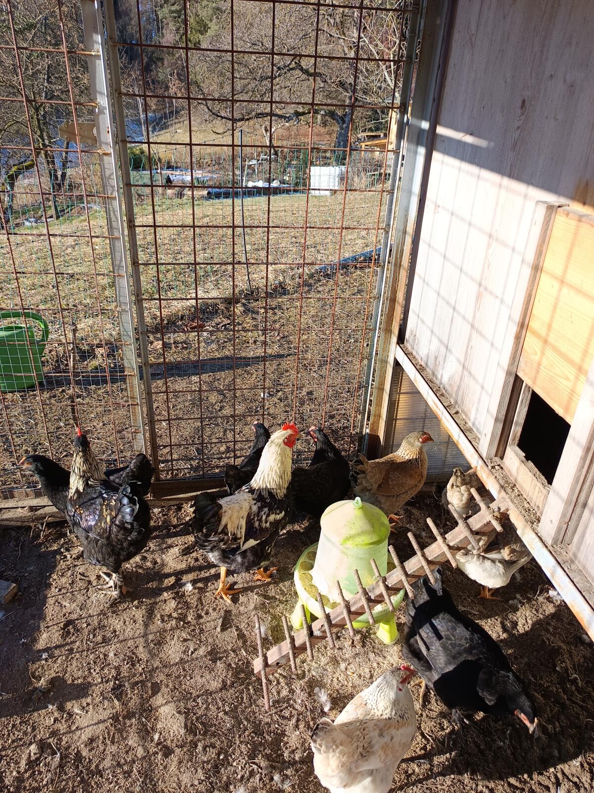 Junghühnerstamm, Mixhühner 2