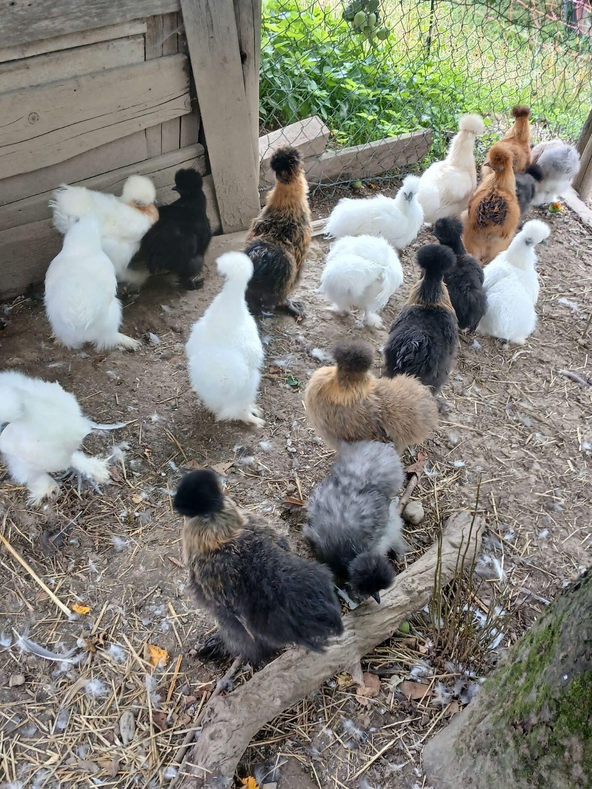 Seidenhühner und -hähne 2