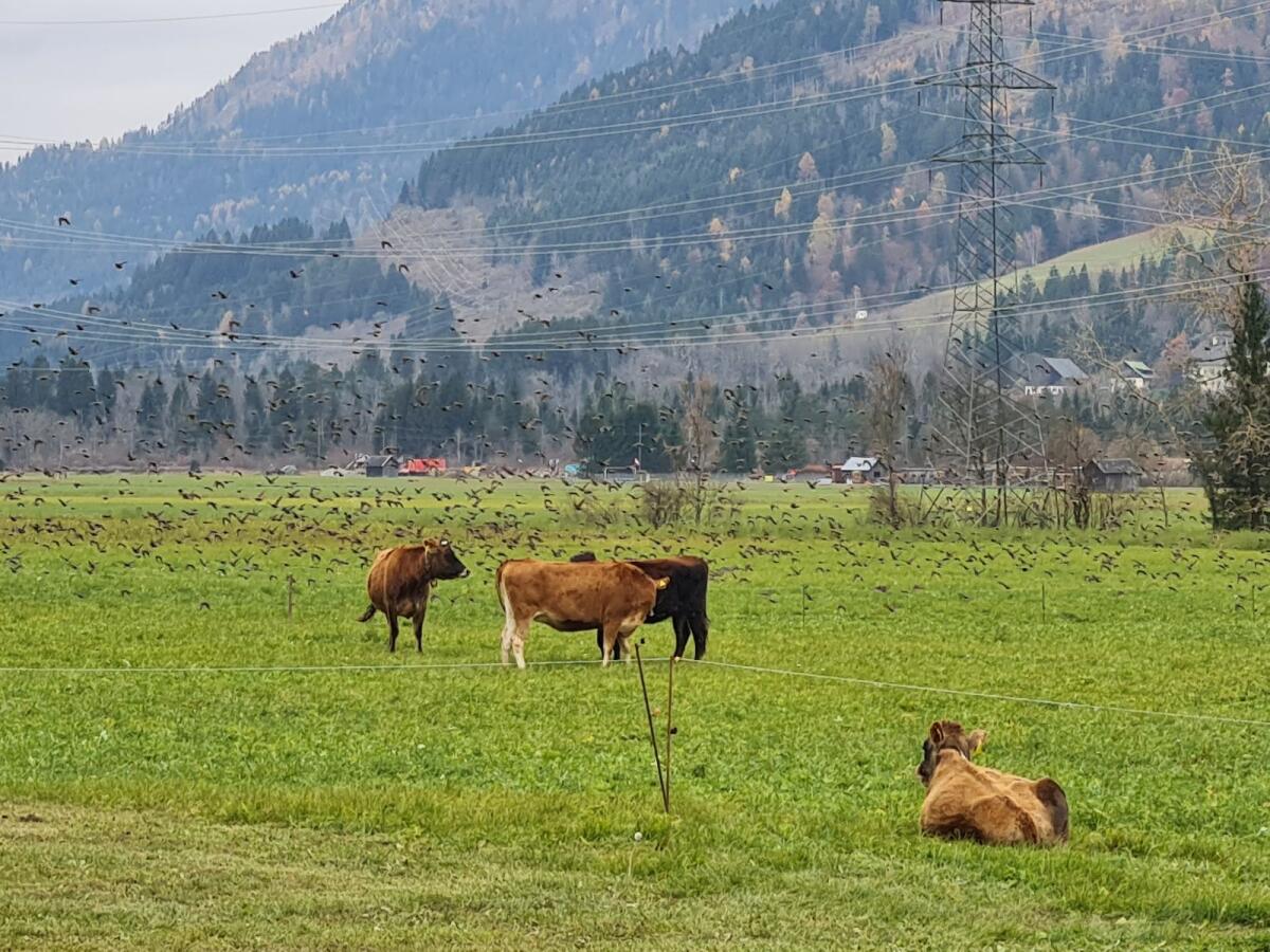 Jersey, Kühe oder Kalbinnen 3