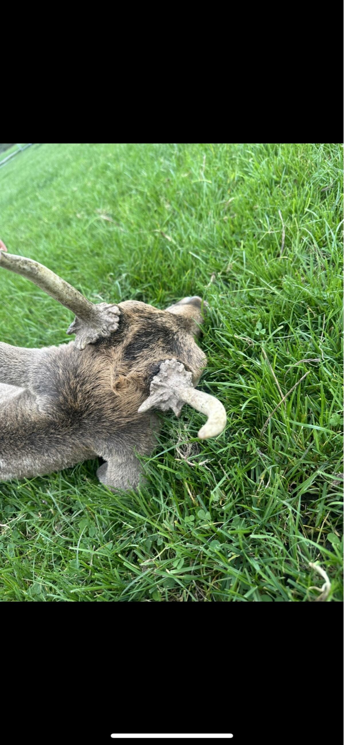 Hochkapitales Damwild zur Zucht 3