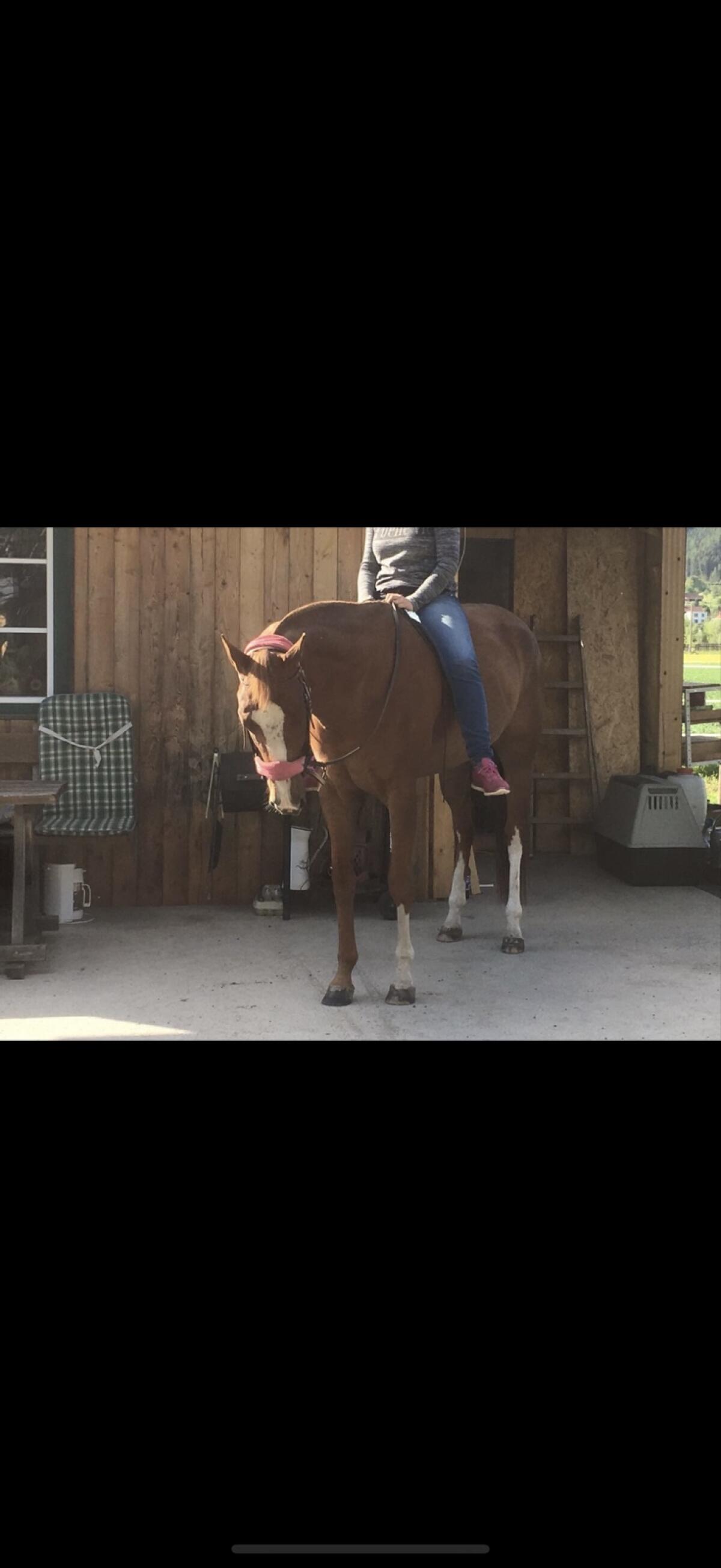 Reitbeteiligung gesucht 2