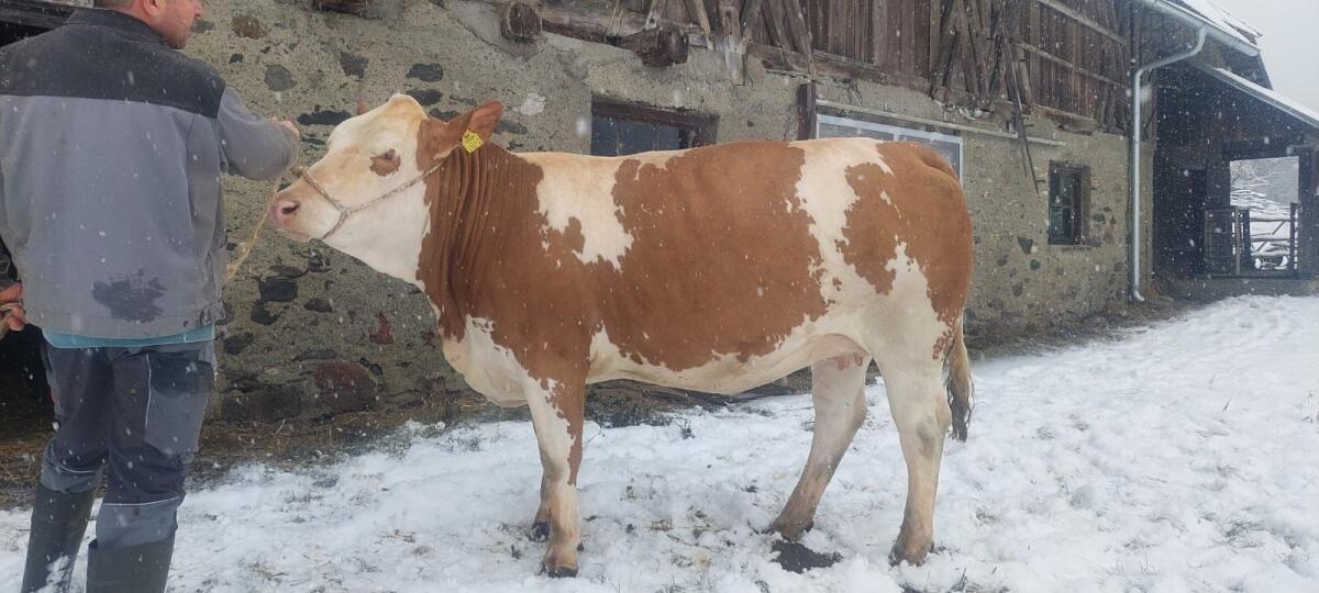 Trächtige Fleckviehzuchtkalbin 3