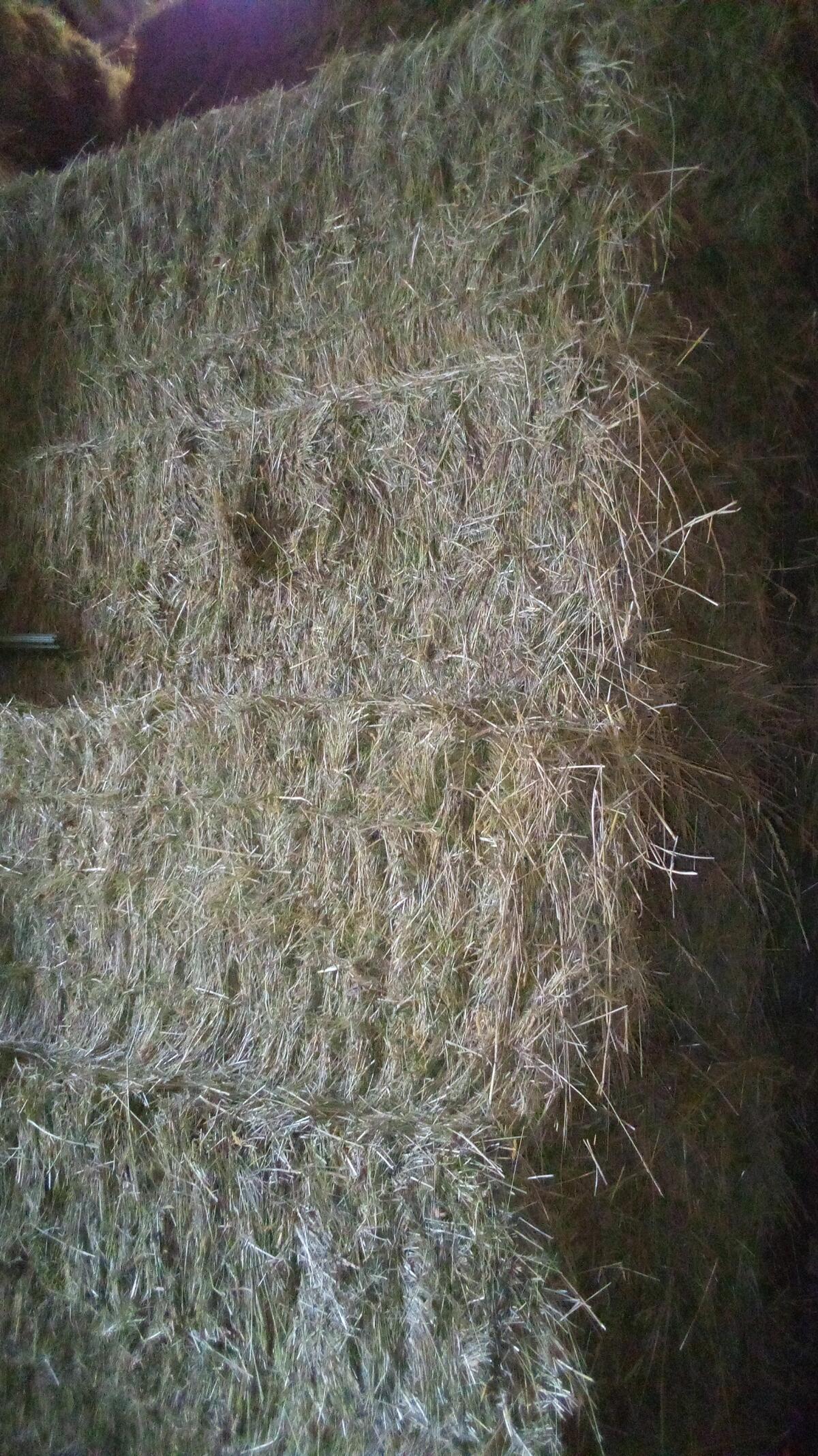 Heu 1. Schnitt in Quaderballen 80 x 70 x 240 cm 3