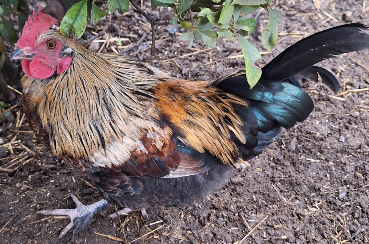 Lebensplatz für Hahn gesucht 3