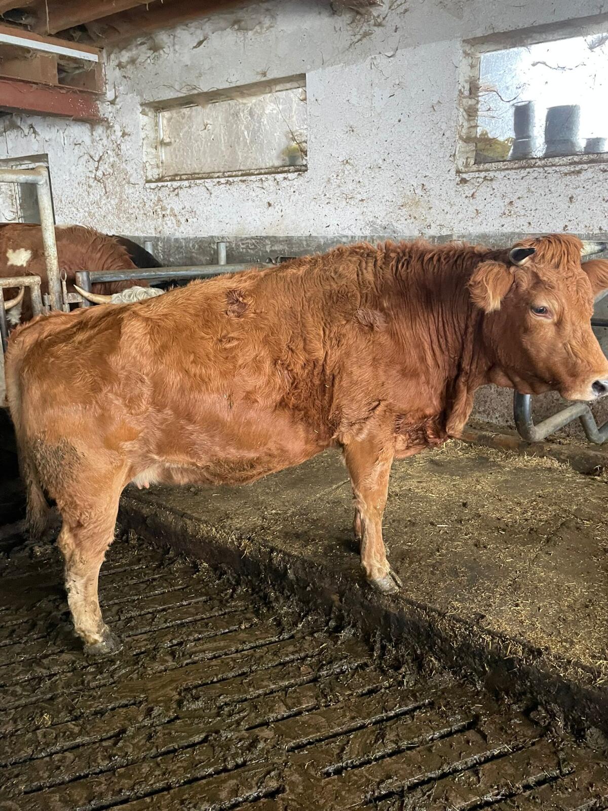 BIO Murnau Werdenfelser Rind 3