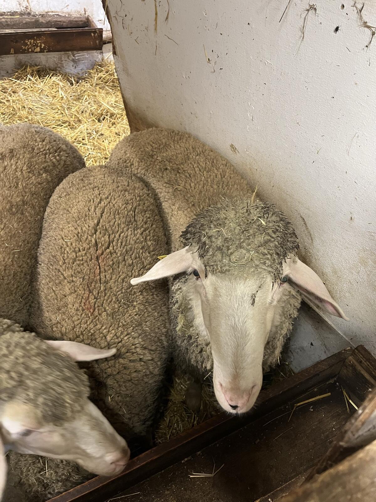 Reinrassiger Merinobock 2