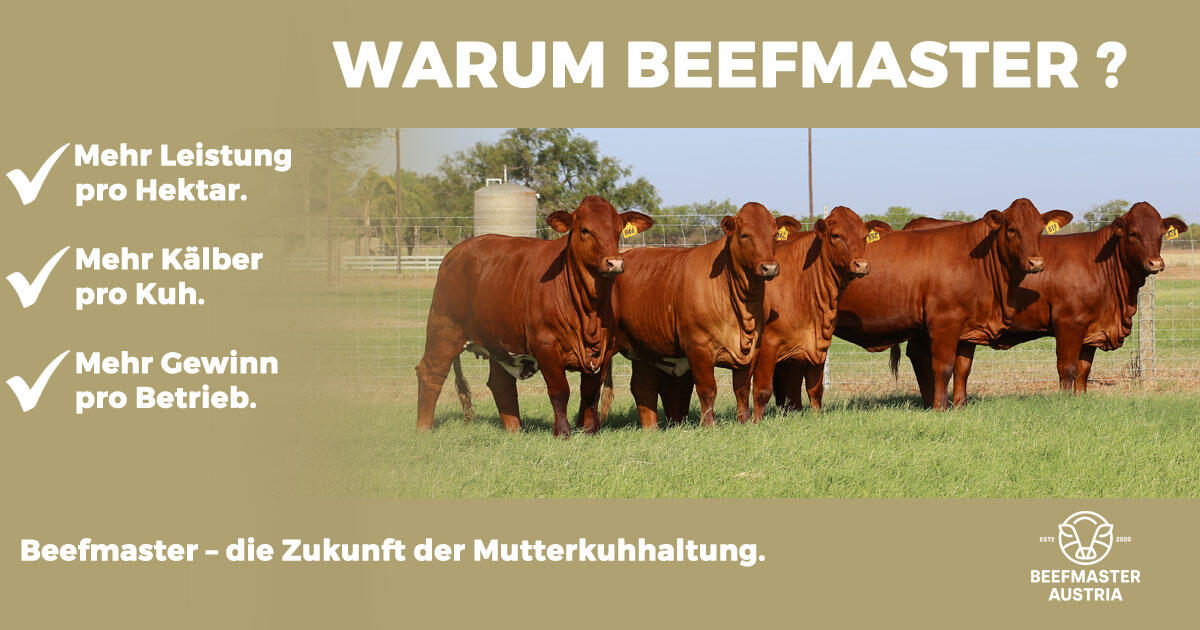 Beefmaster – Die Genetik, die Betriebe verändert 2