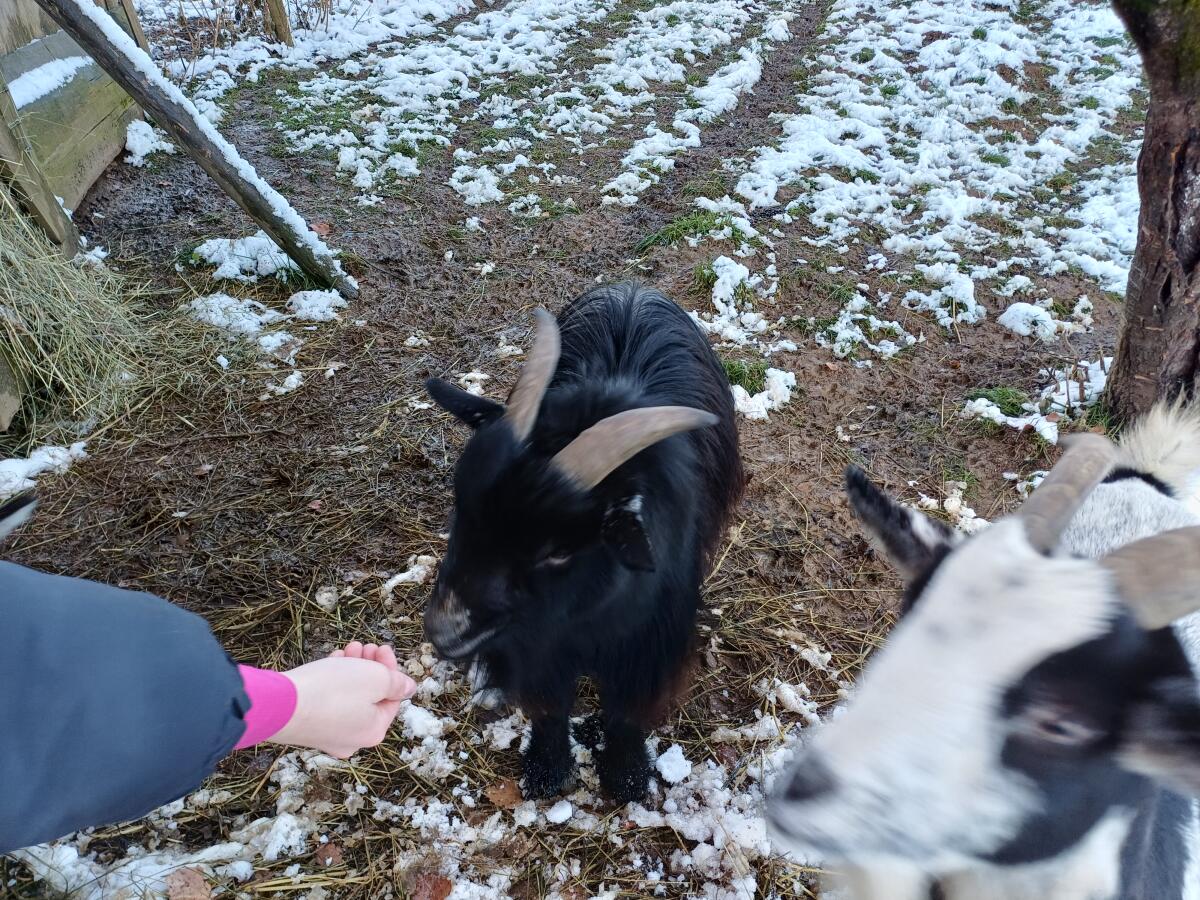 Oskar Zwergziegenbock 2