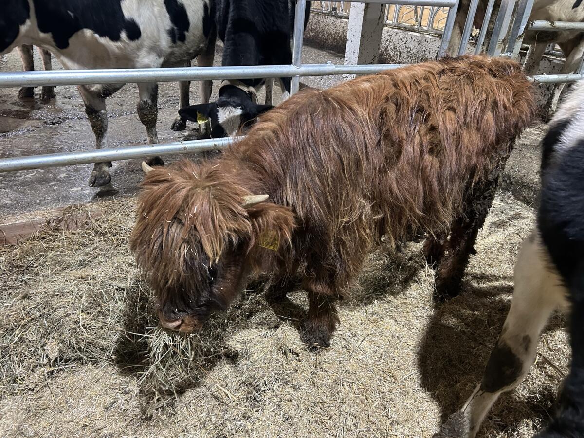 Hochlandrind Jungstier 3