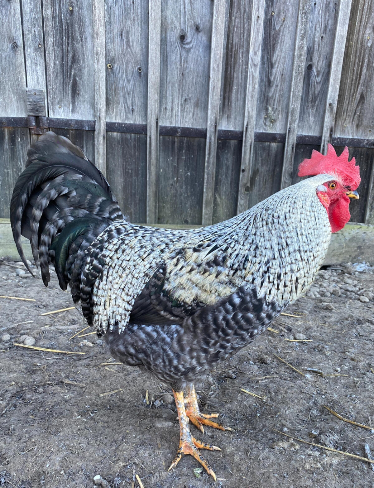 Rassehähne 3
