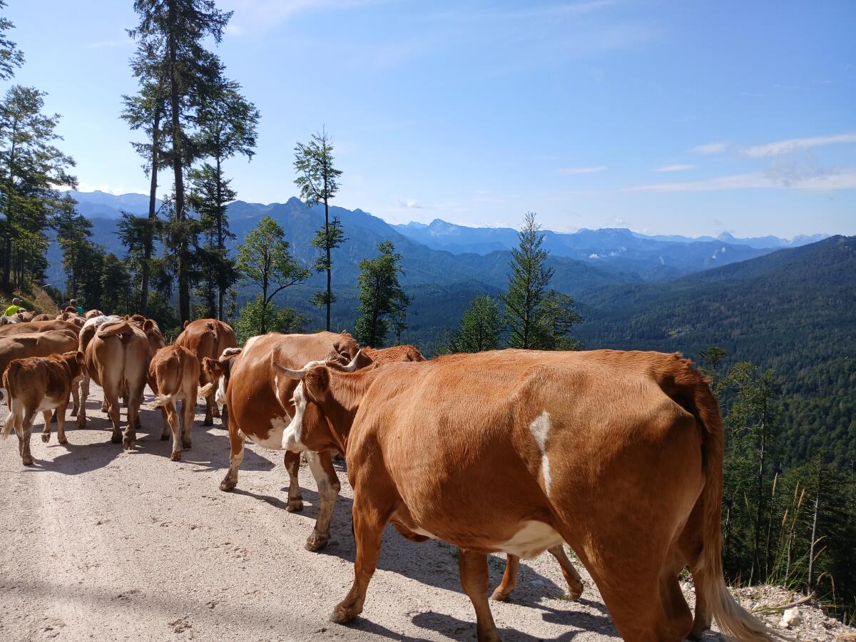 Suche Alm oder Weidefläche für Rinder 3