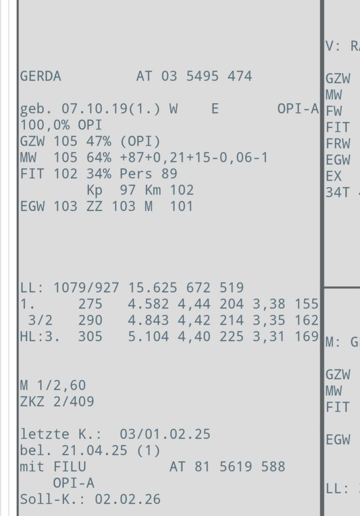 Verkaufe trächtige, originale Pinzgauer-Kuh mit Horn 3