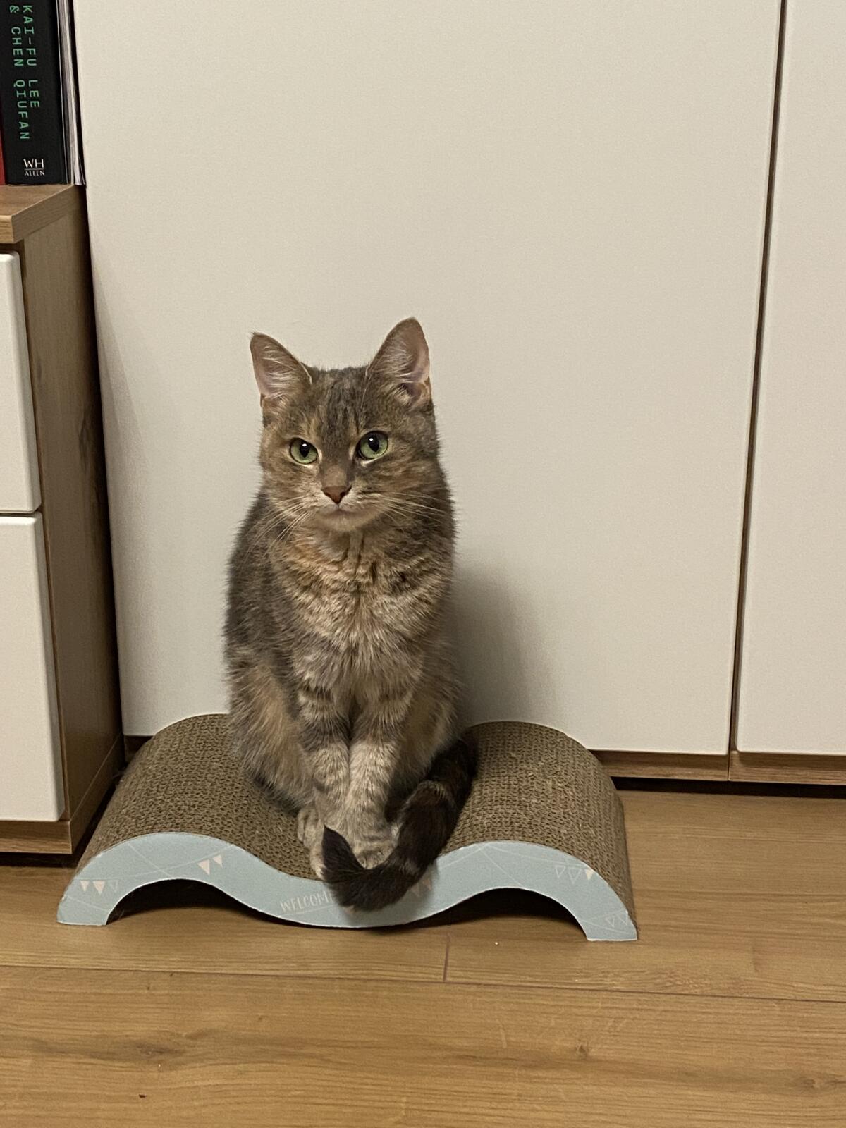 Suche Kater zum Decken meiner Katze 3