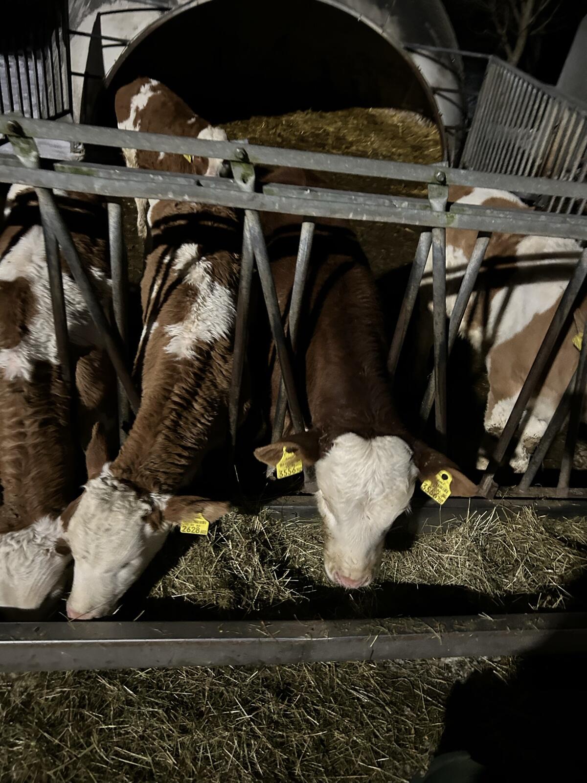 Verkaufe 6 Fleckvieh-Stierkälber 3