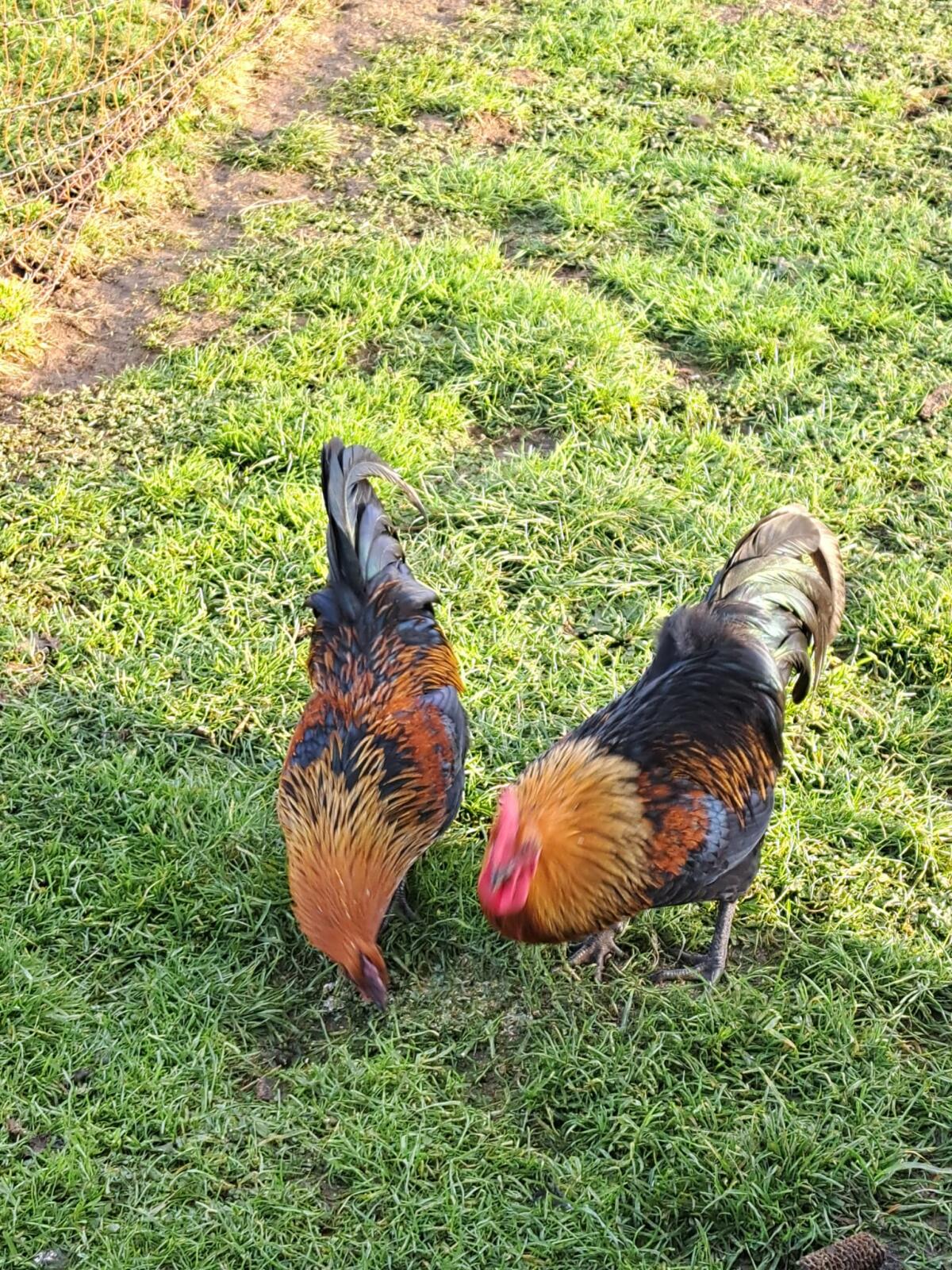 Zwei schöne Hähne abzugeben 3