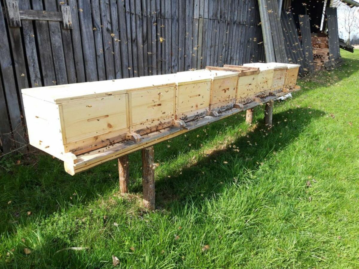 Bienenvölker Bio-zertifiziert 3