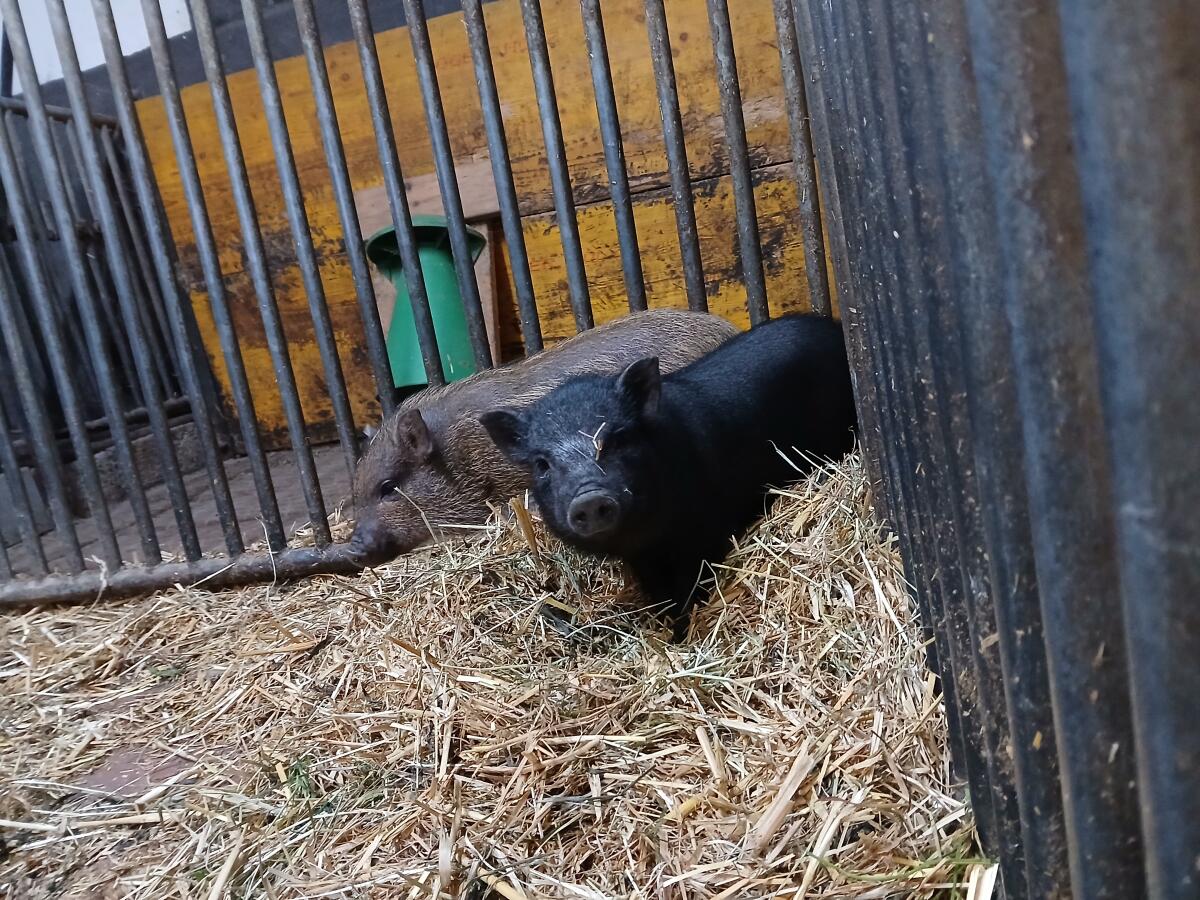 Minischweine zu verkaufen 2